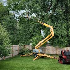 How Our Tree Care Process Works  in  La Honda, CA